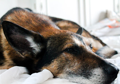 image of short-haired black and brown dog lying on bed