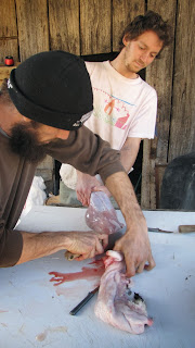 chopping off rabbit head after skinning