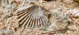 Concha fósil, Cala de Pato, Cabo Roche, Cádiz