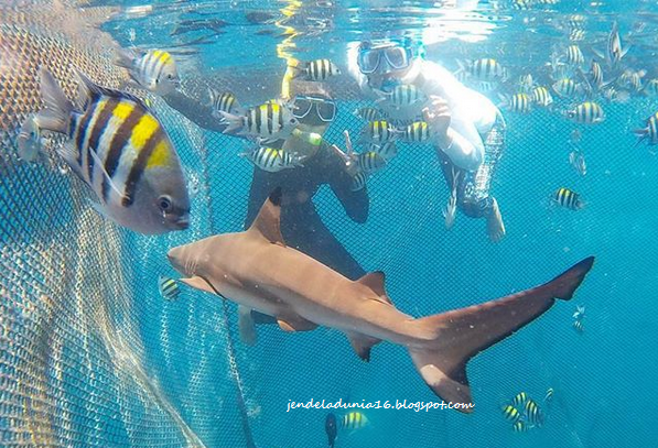 [http://FindWisata.blogspot.com] Bangsring Underwater, Mengeksplor Keindahan Panorama Alam Bawah Laut