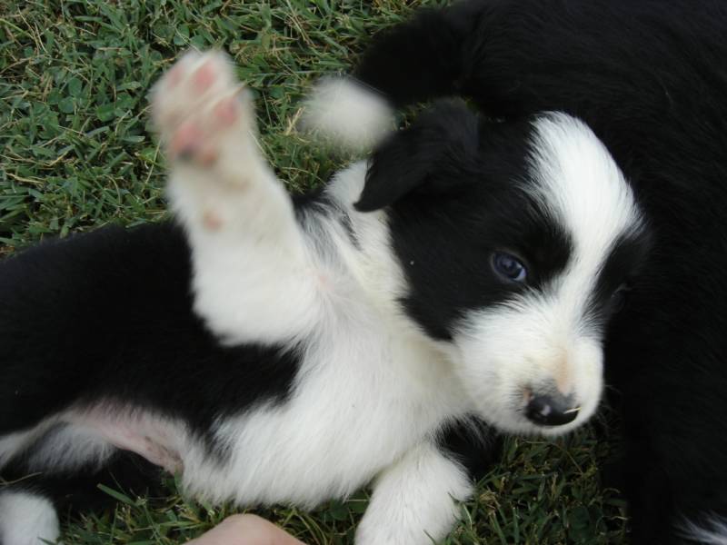 Cute Dogs: Cute Border collie dogs