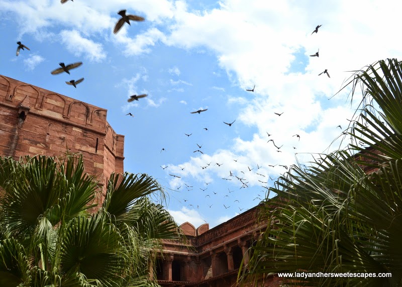 birds at Agra Fort