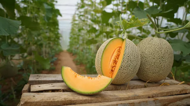 Nutrisi yang Terkandung dalam Buah Melon