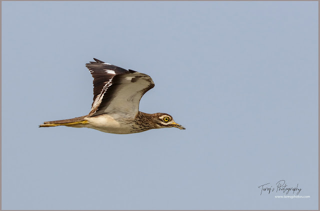 Indian thick-knee