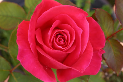 Love Rose 1