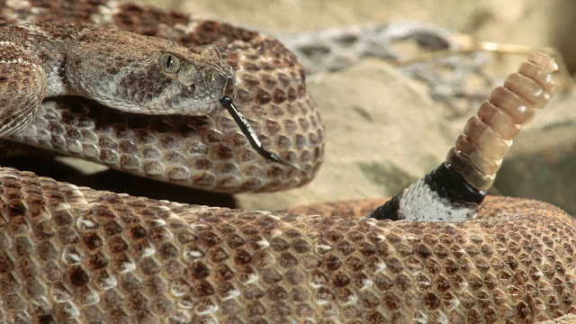 Mojave Rattlesnake