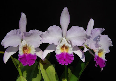 Cattleya mendelii care and culture