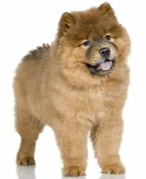 Chow Chow Puppies on Chow Chow Puppy Pictures   Puppy Pictures And Information