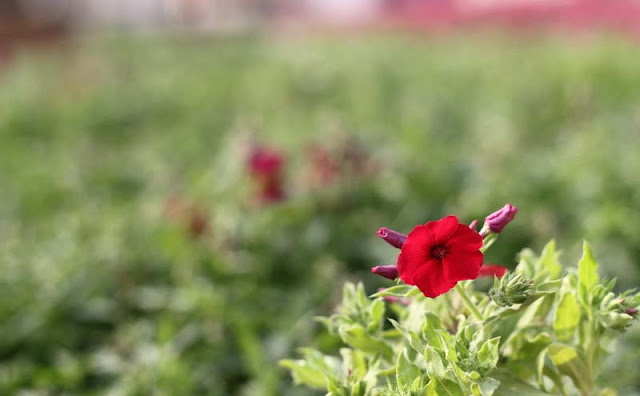 Phlox Flowers Pictures