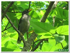 20110724_081858_012_Tucheng