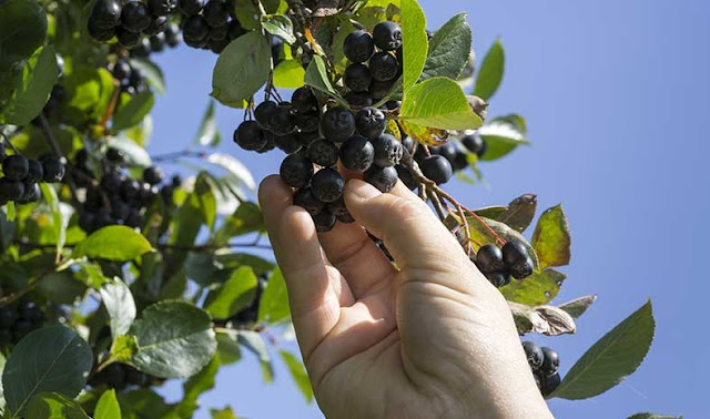 Aronia, the plant that costs almost € 1000 euros per kilogram is found throughout Albania