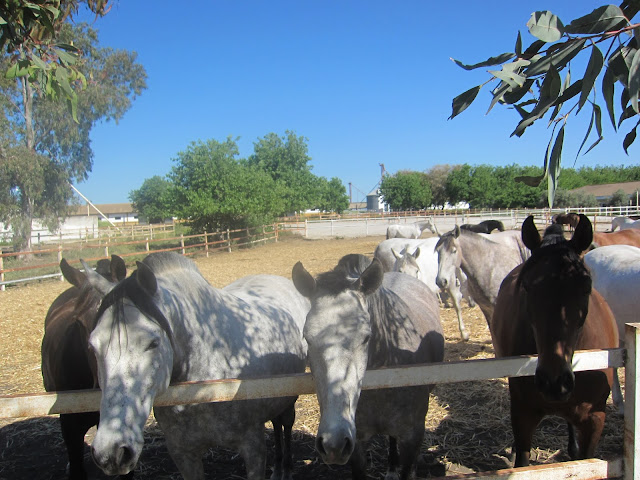 Spanish Horses