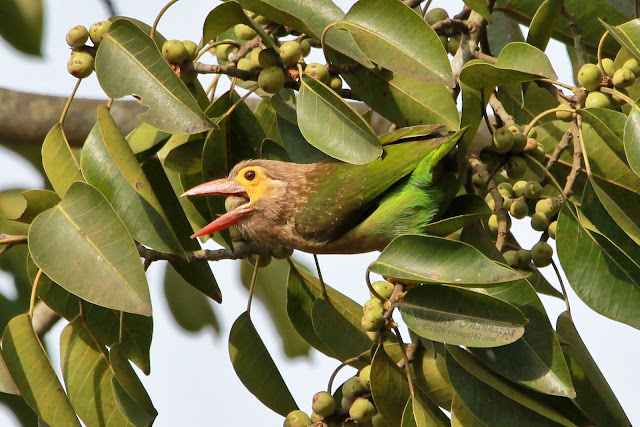 Swallowing the fruit after checking the ripeness