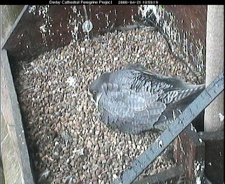 Adult female incubating eggs. 21 April 2008