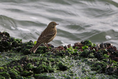 Strânpiper - Oeverpieper - Anthus petrosus