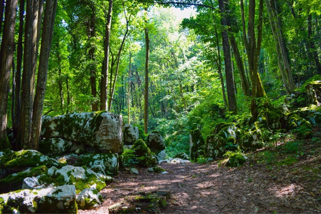 slovenia forest