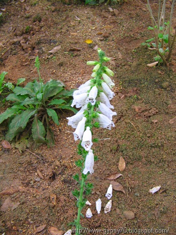 flowers, cameron highlands