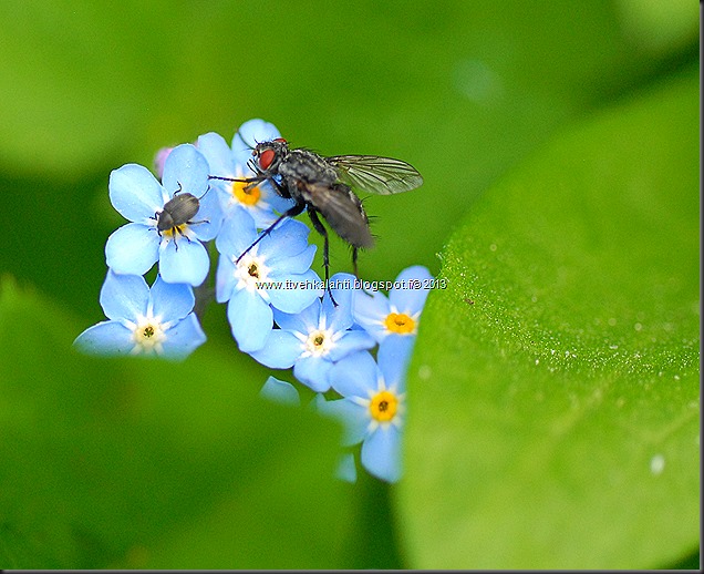 pikkutukkikärsäkkäästä (Hylobius pinastri)  muita hyönteisä 096