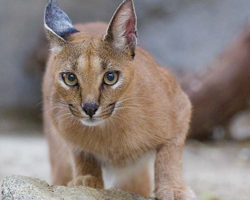 A captive Caracal