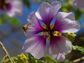 Bees Purple Flowers