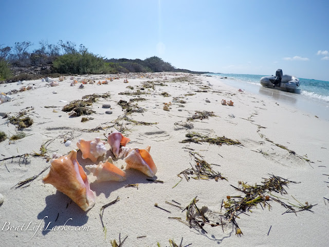 Conch shells with dinghy on beach, Bahamas