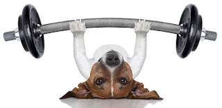 exercícios para cães