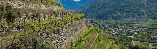 Vineyards of the Valtellina Lombardy