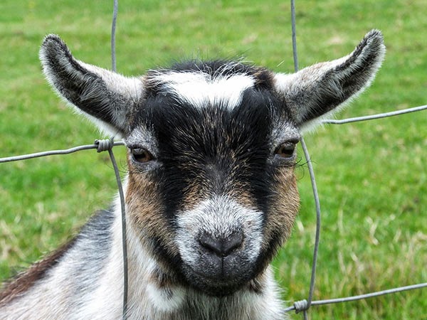 Options to Improve Traditional Goat Breeding: Buck Rotation