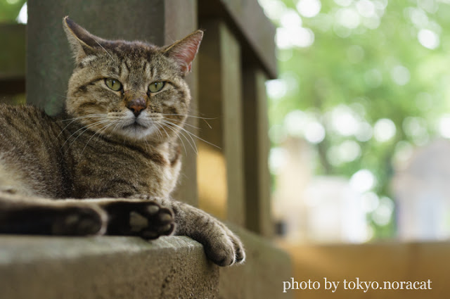 野良猫写真