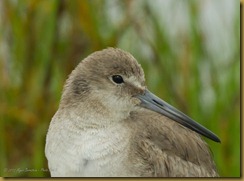 Willet
