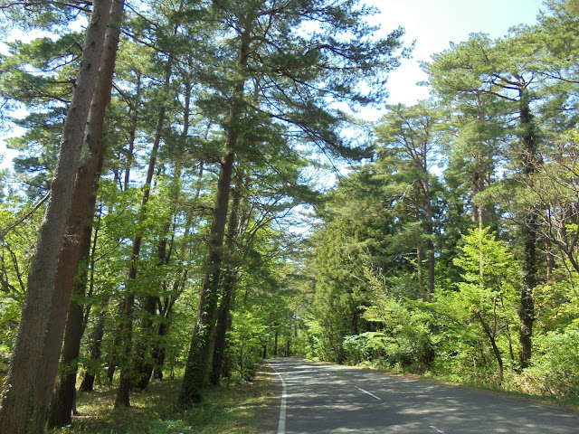 美しい赤松の森の道