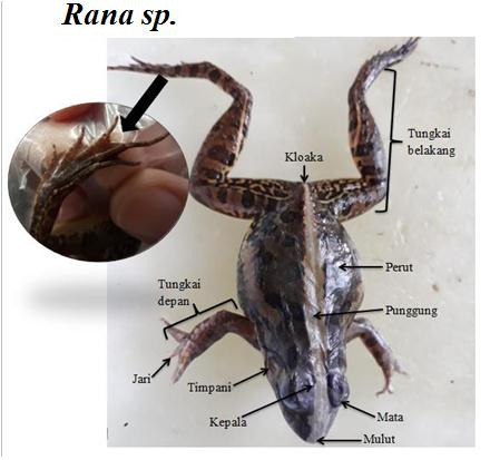 Identifikasi Kodok dan Katak 