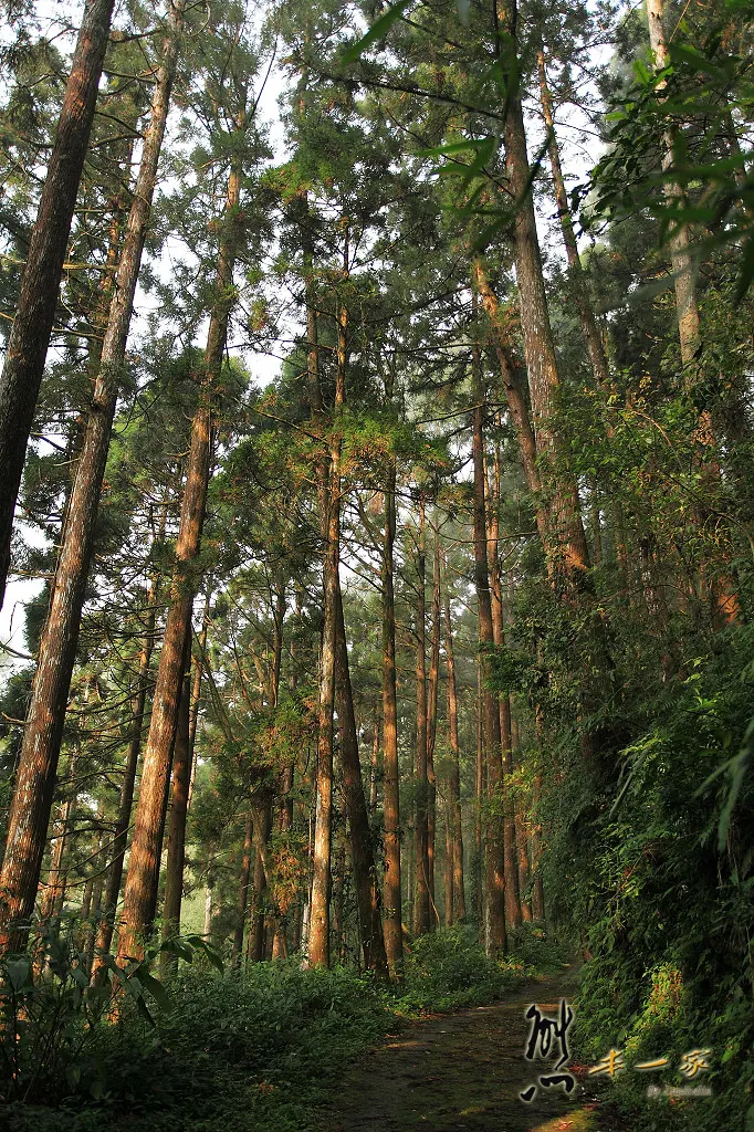 奮起湖石棹景點｜龍雲休閒農場森林步道｜鐵達尼石 五彩石