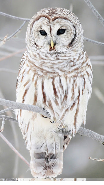 Cute Owl Images