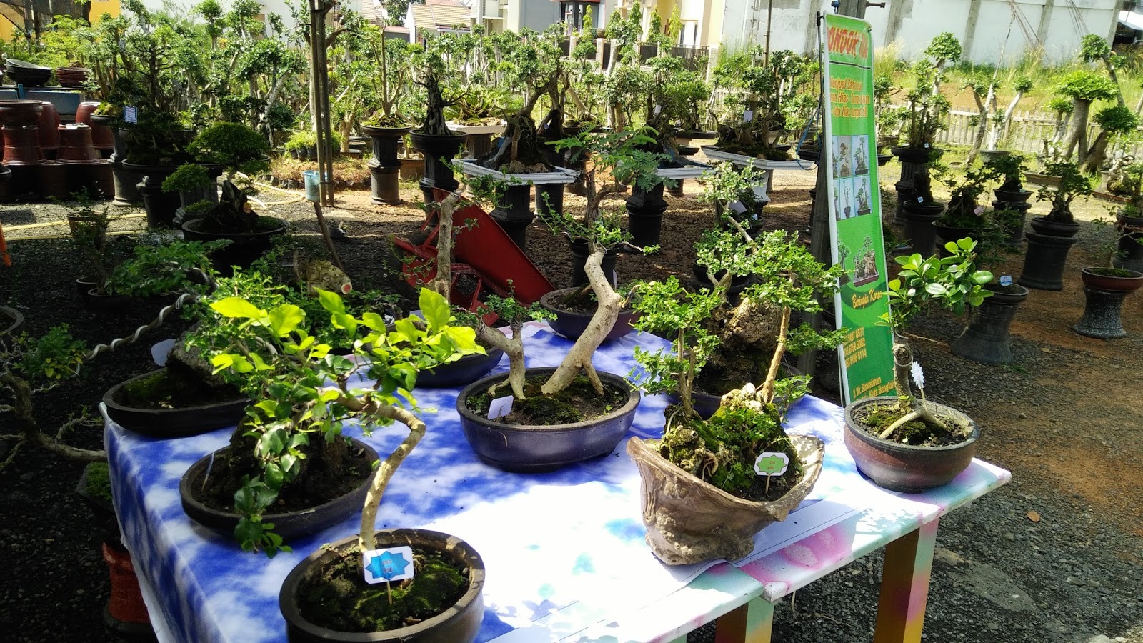 CARA BUAT BONSAI MAME UNTUK HIASAN MEJA CentralBonsai 