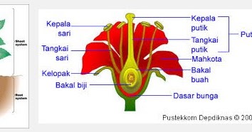 Fungsi Modifikasi Bunga Pada Tumbuhan  Dunia Tumbuhan