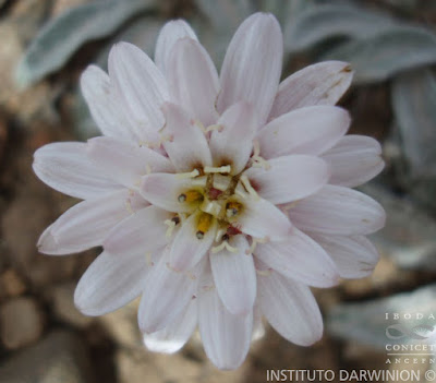 Vanilla daisy (Leucheria suaveolens)