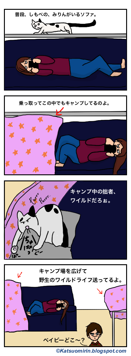 ソロキャンプ広げる猫