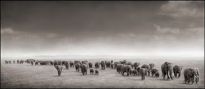 Wildlife Photography by Nick Brandt Seen On  www.coolpicturegallery.us