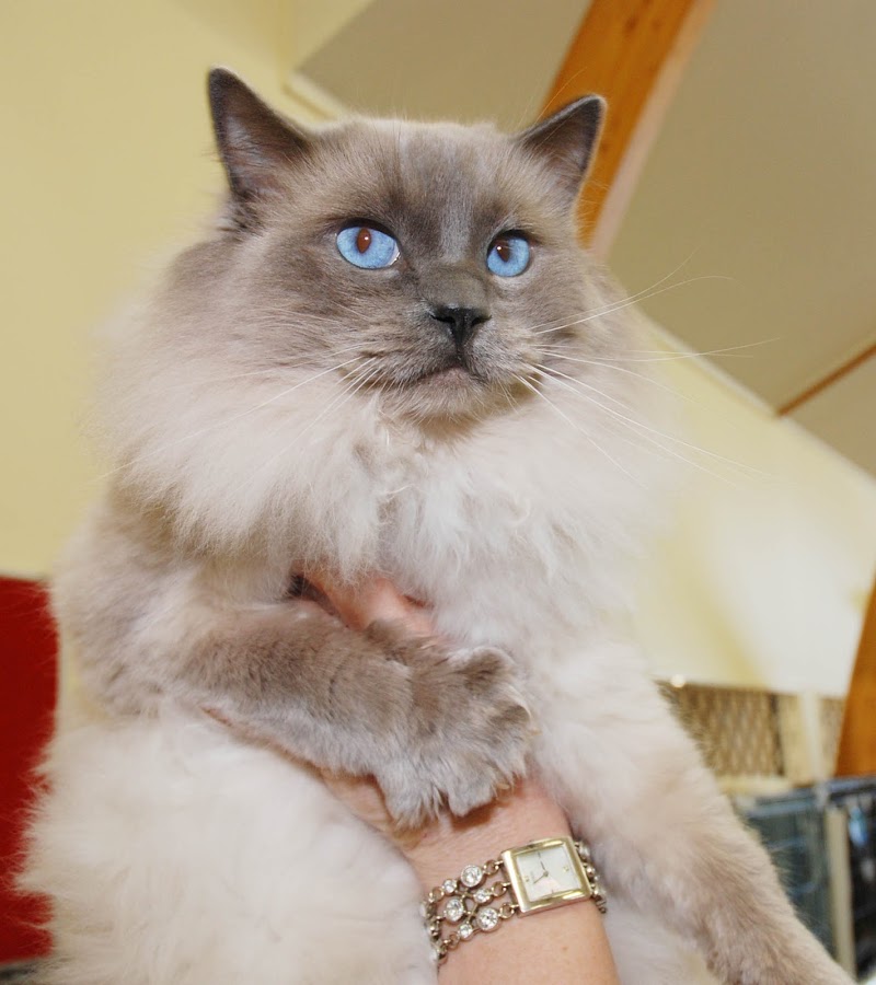 Top Concept Cute Kittens, Amazing Ideas!