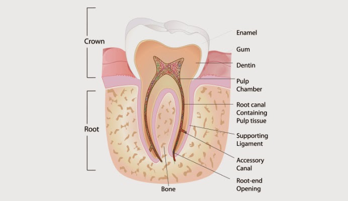 tooth structure