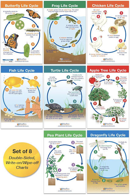 Butterfly Life Cycle Poster