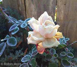 Frosty Rose