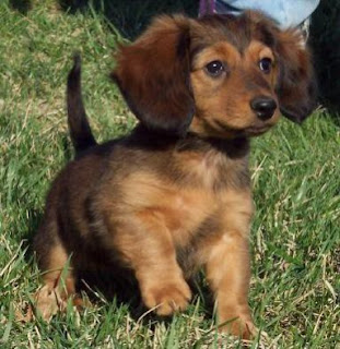 Dachshund Puppy Pictures