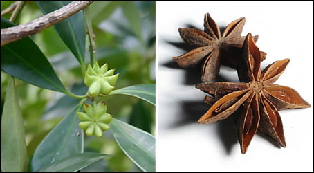 Star Anise - Star Aniseed | Illicium Verum