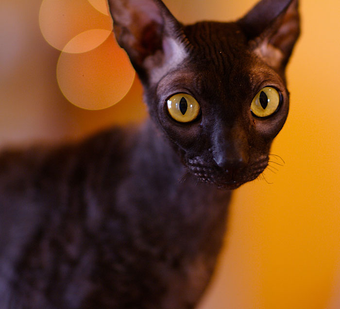 Cornish Rex cat. He looks scary, but he is so sweet!