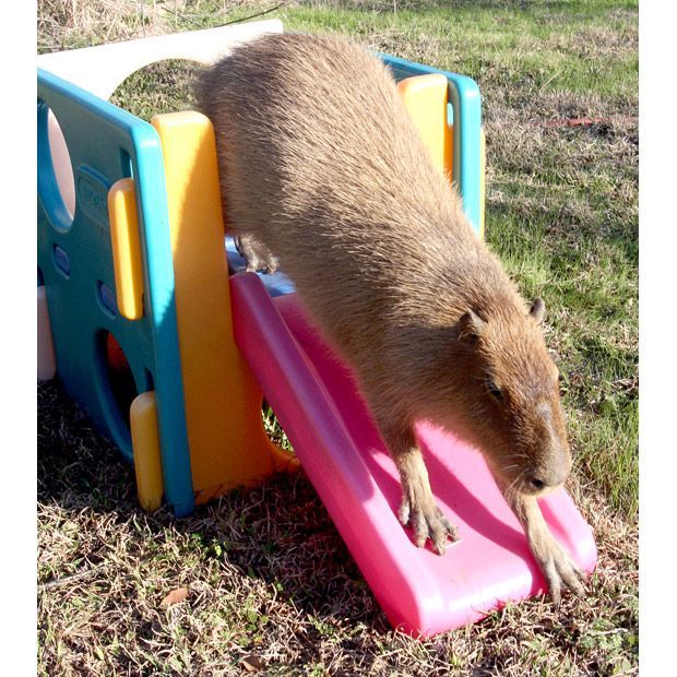 This An Unusual Pet of an Unusual Size | Pet Capybara