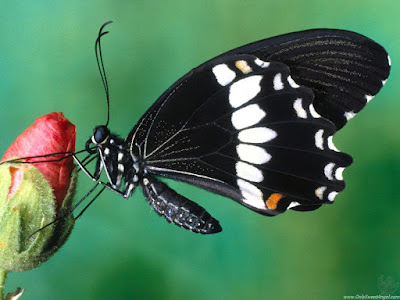 beautiful_butterflies_wallpaper_OnlySweetAngel.com