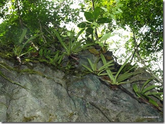 Paphiopedilum_stonei_in_natural_habitat_091120_05