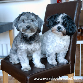 Havanese dogs - photo belongs to www.madebyChrissieD.com